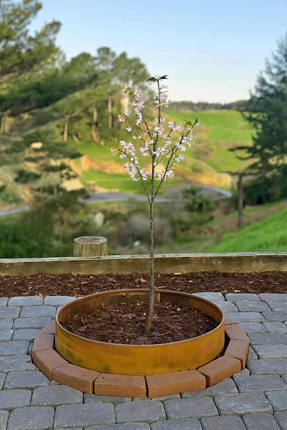 Corten Steel Tree Ring